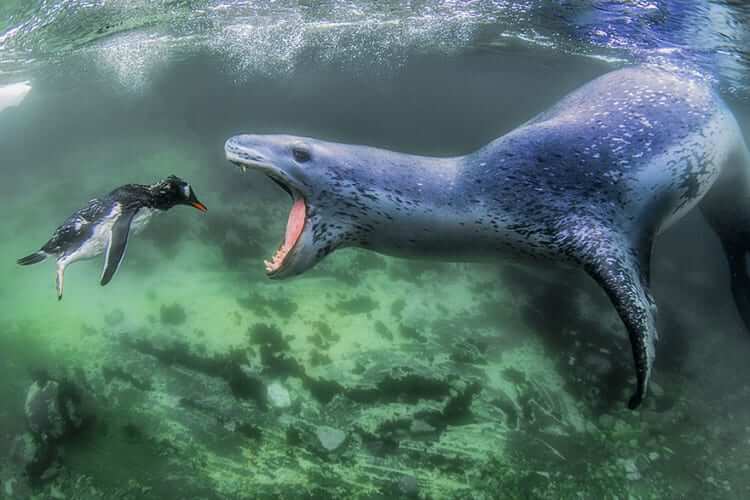 Facing Reality, Pleneau Island, Antarctic Peninsula (Animals In Their Environment Category: First Place)