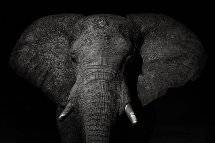 A Giant In The Dark, Botswana (General Monochrome Category: Honorable Mention)