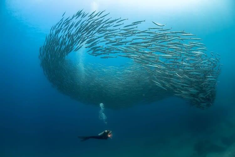 School Of Barracuda (Animals In Their Environment Category: Remarkable Award)