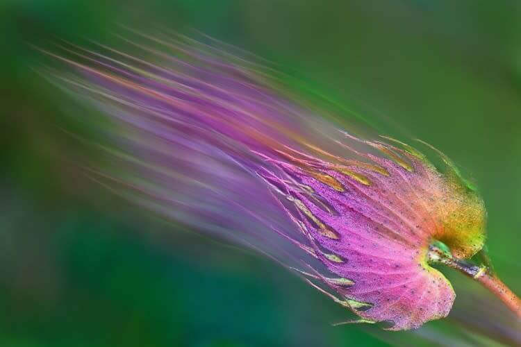 Exhalation (Splash Of Colors Category: Remarkable Award)