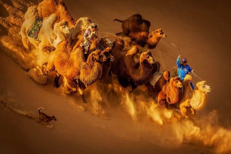 Camels In The Desert, Mongolia (General Color Category: 2nd Place)