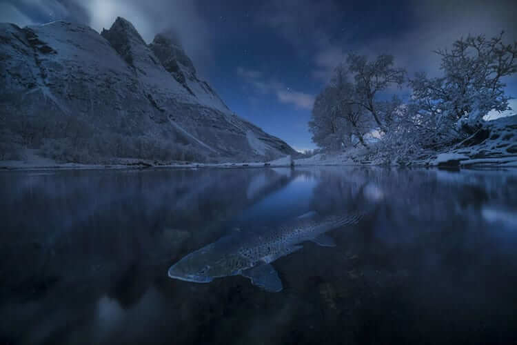 Polar Trout, Norway (The beauty of the nature Category: Honorable Mention)