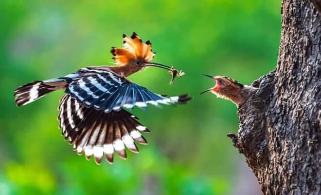 The World’s Best Photos Announced for AGORA Awards