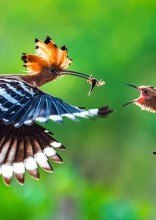 The World’s Best Photos Announced for AGORA Awards