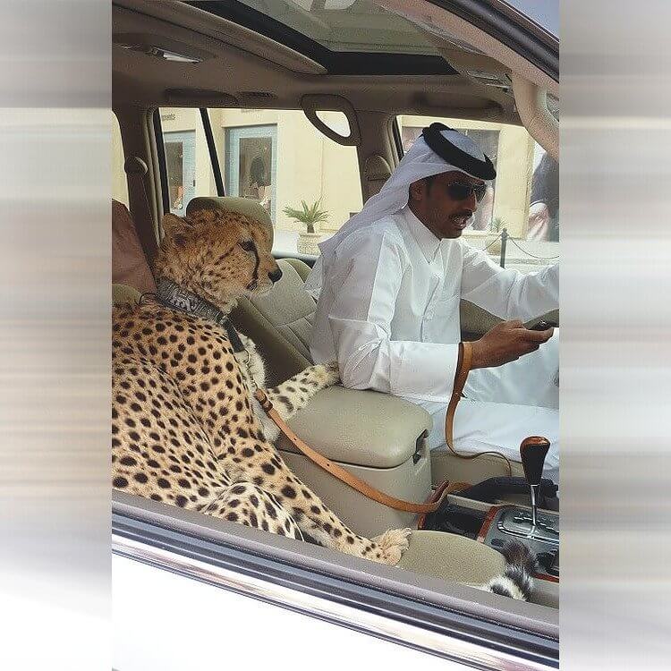 Más de 13.000 $ para animales exóticos