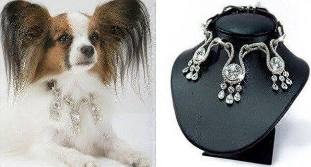 3.200.000 $ Collar de perro de diamantes y zafiros