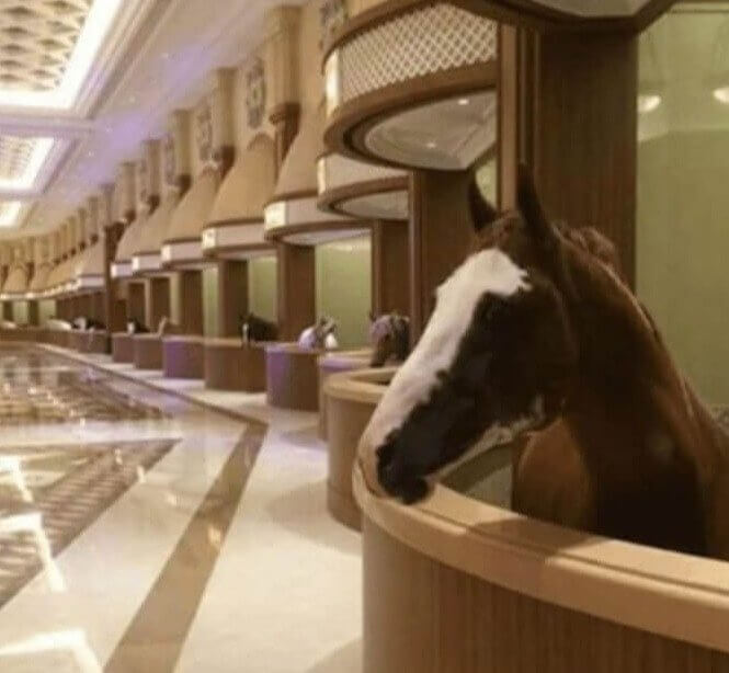 Boxes extravagantes para caballos