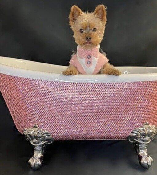Bañera de cristal con diamantes para perros de 12.000 dólares