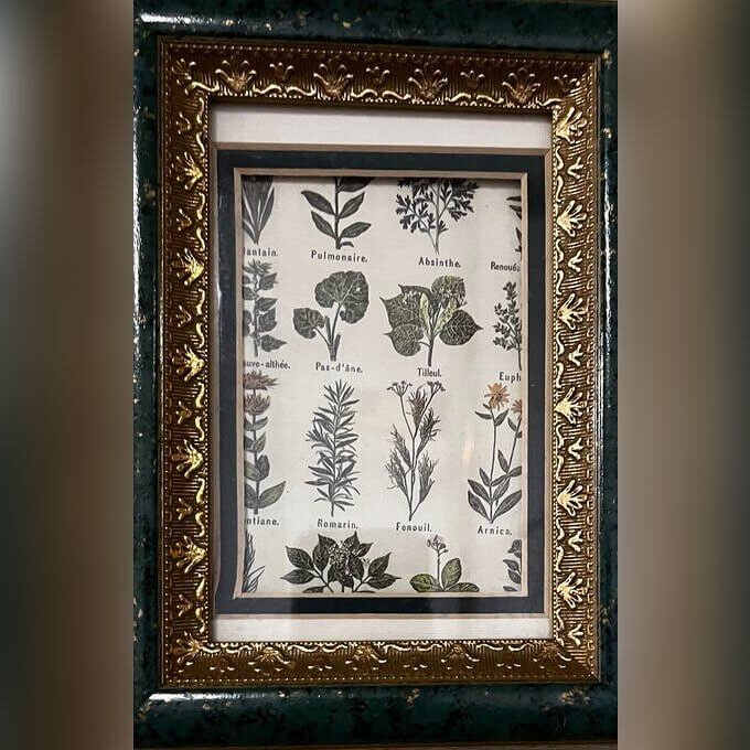 Vintage Botanical Prints in Frames