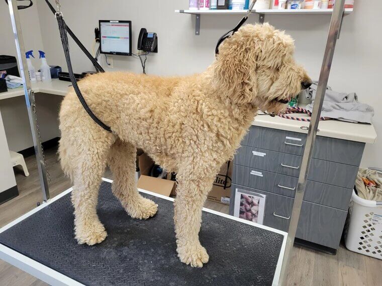 Pets Without Pampering