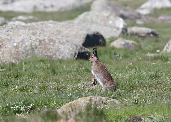 Rescue The Hares