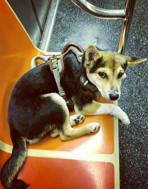 Dogs Also Use The Subway System
