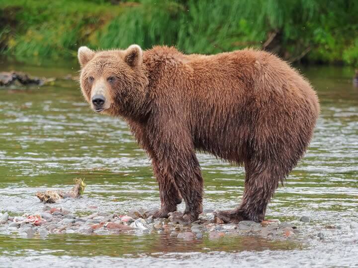 The Country Where Bears Are Addicted To Sniffing Jet Fuel