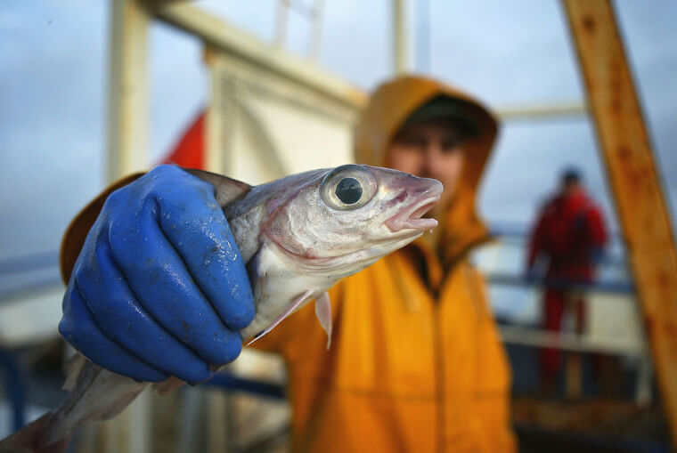 A Conflict That Almost Resulted In A War Over Fish Farts