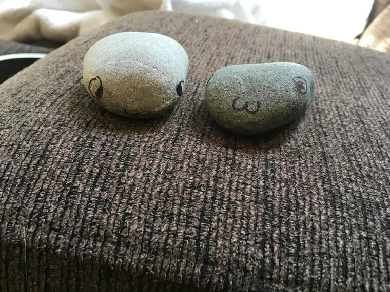 The Pet Rock Craze