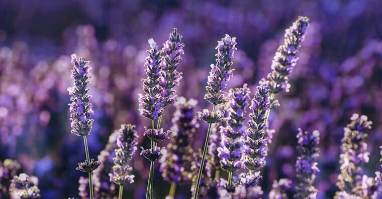 Lavender