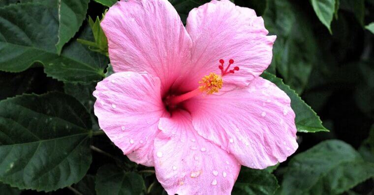 Hibiscus