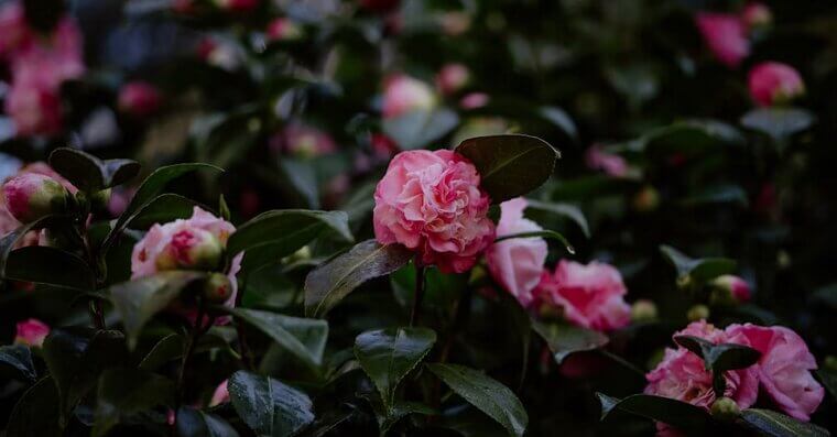 Camellias