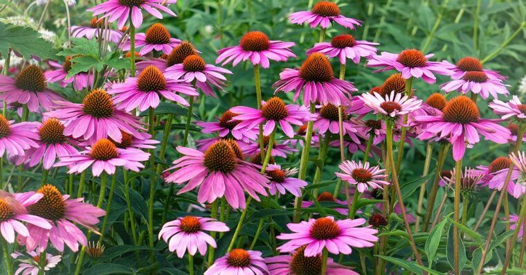 Coneflowers