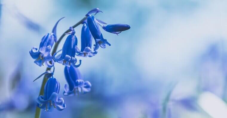 Bluebells