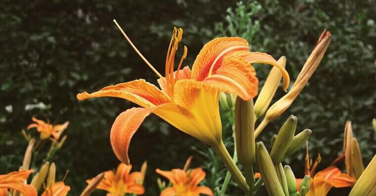 Daylilies
