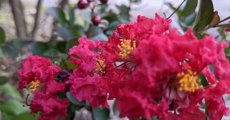 Crape Myrtle