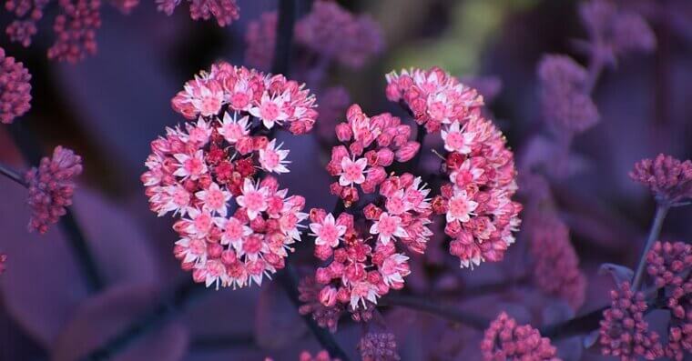Sedum