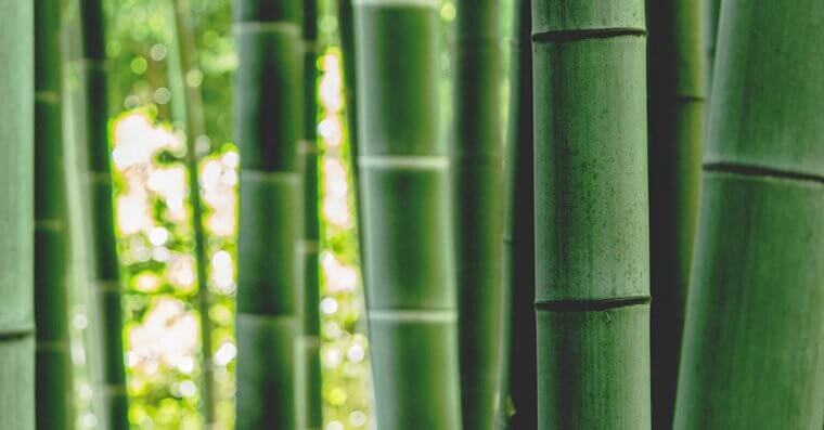 Bamboo