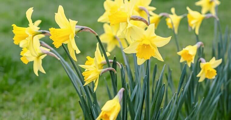 Daffodils