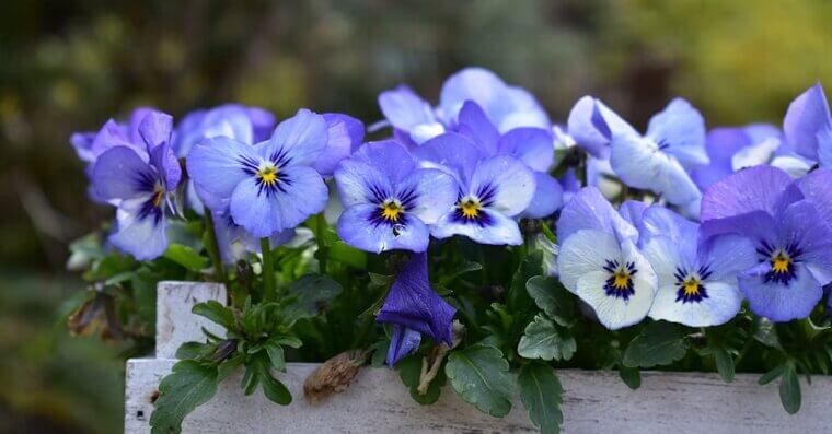 Pansies