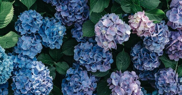 Hydrangea