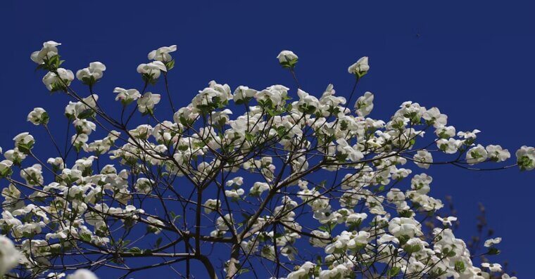 Dogwood Tree