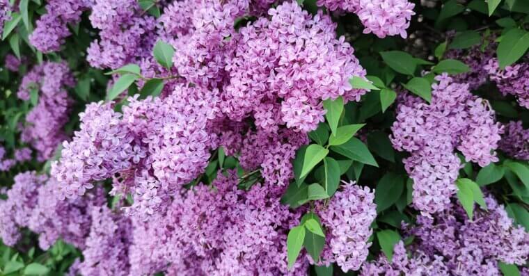 Lilacs