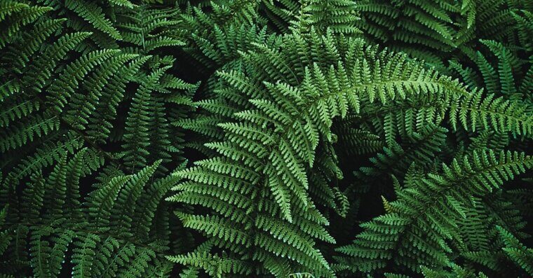 Ferns