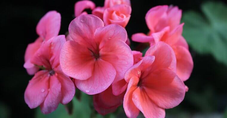 Geraniums