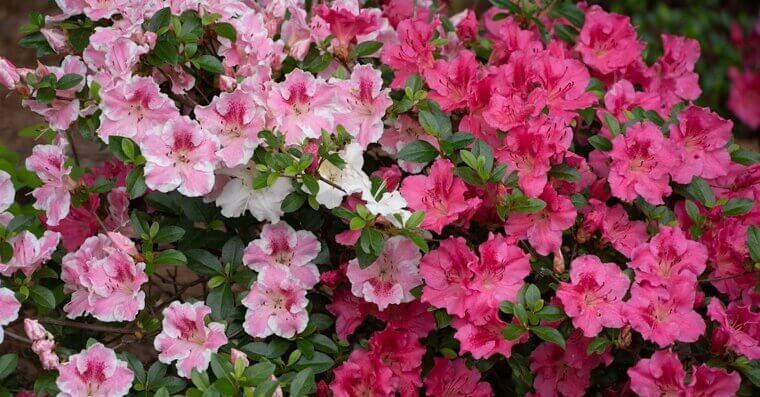 Azaleas