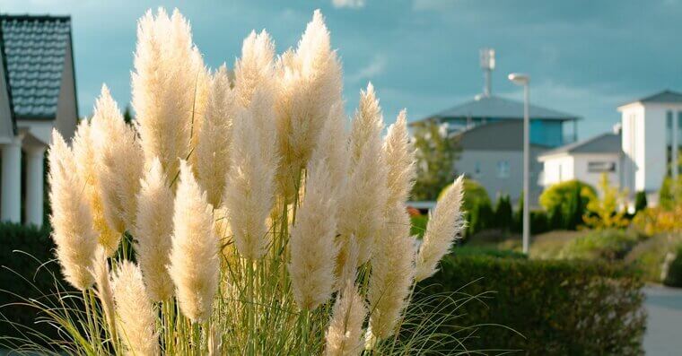Ornamental Grasses