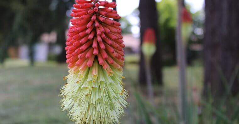 Red Hot Poker