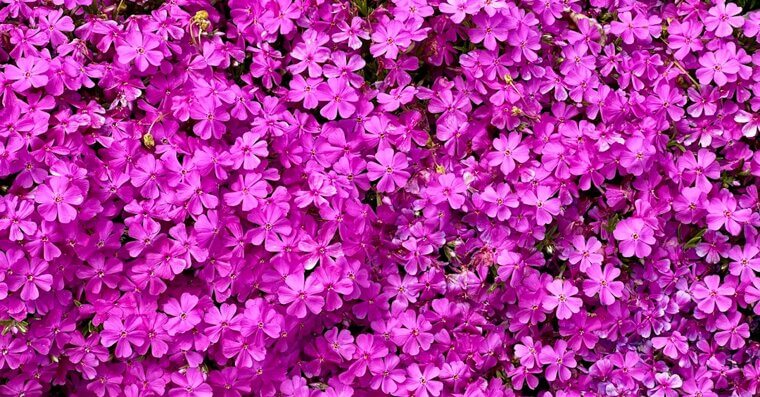 Phlox