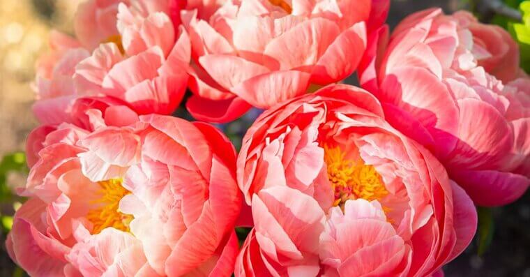 Peonies