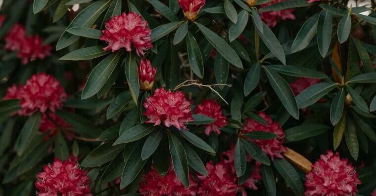 Rhododendrons
