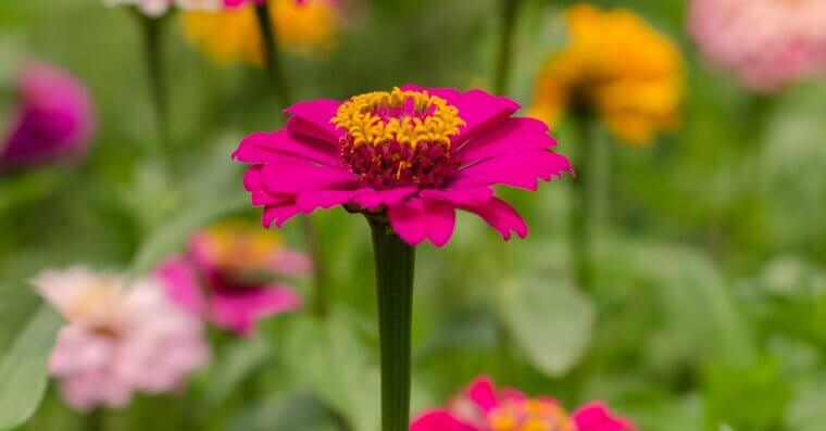 Zinnias