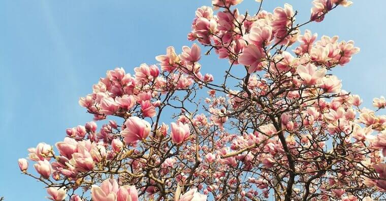Magnolia Tree