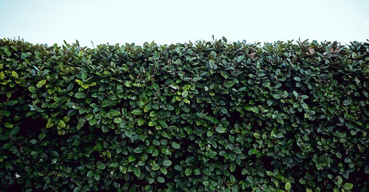Boxwood Shrubs