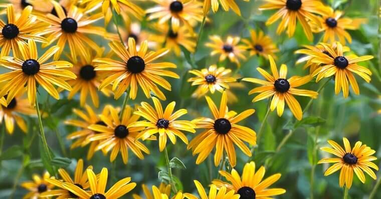 Black-Eyed Susans