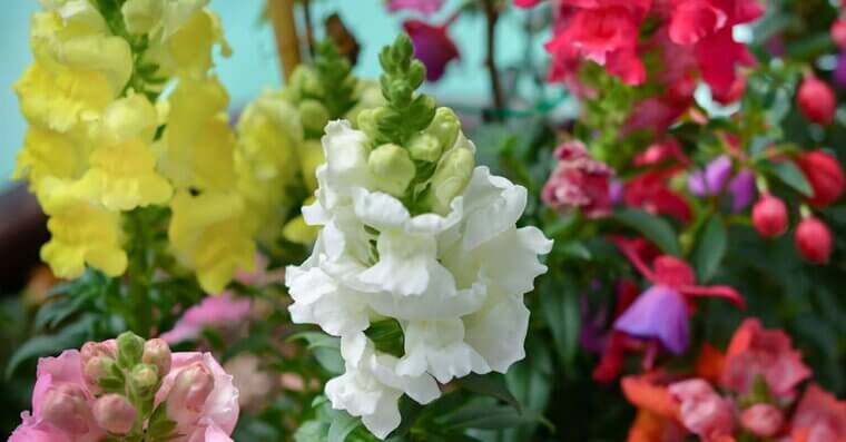 Snapdragons