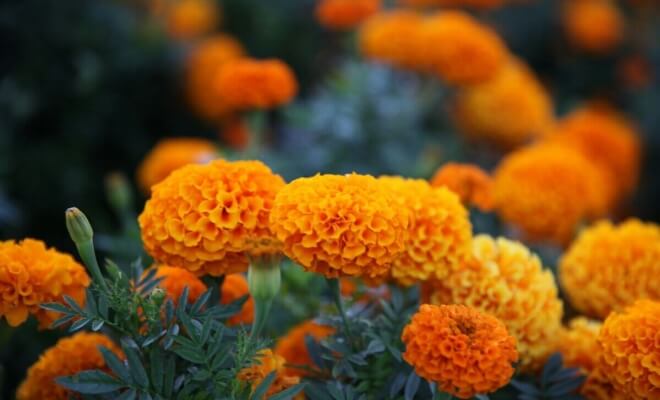 Low-Maintenance Plants That Make Yards Look Stunning