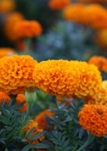 Low-Maintenance Plants That Make Yards Look Stunning