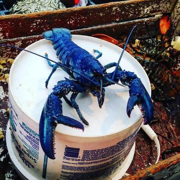 A Rare Blue Lobster