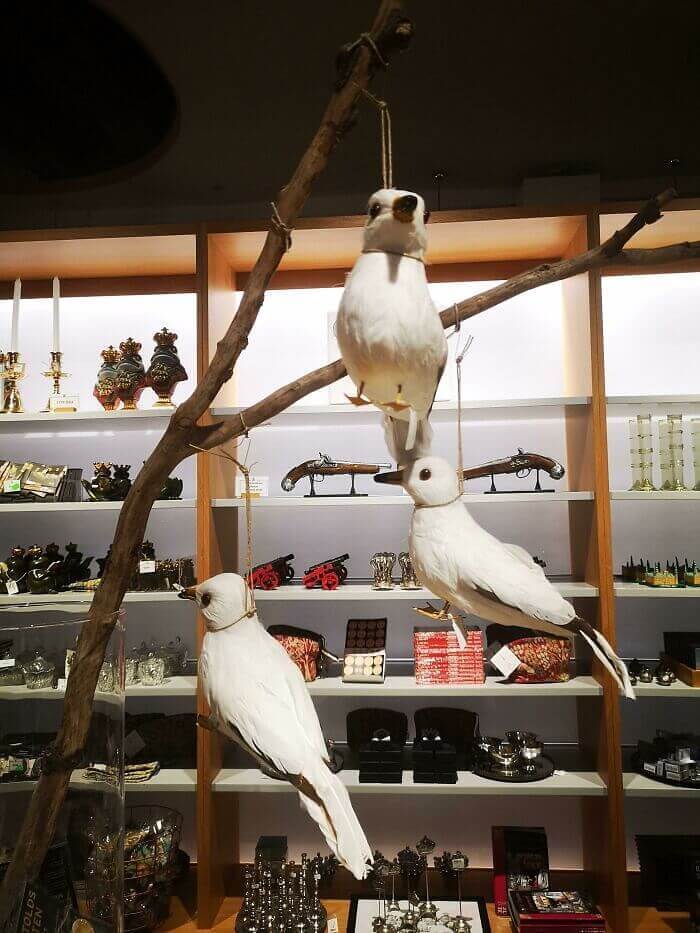 How To Not Sell Birds In The Museum Shop